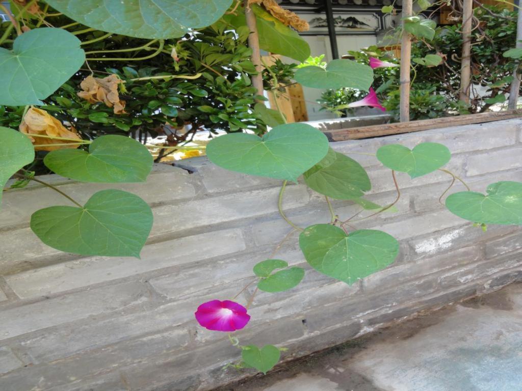 Dali Four Season Flower Inn Dali (Yunnan) Exterior foto